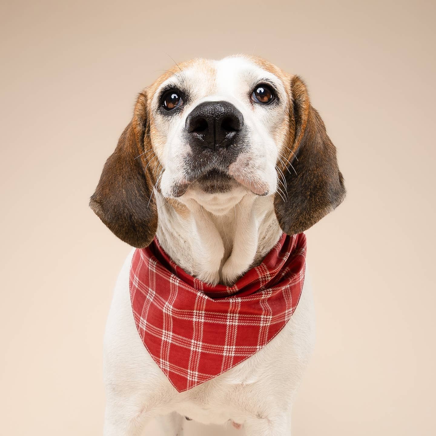 Cider Dog Bandana
