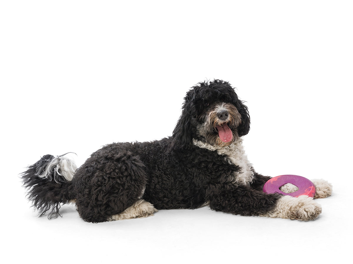 Sailz® Dog Flying Disc Fetch Toy - Large