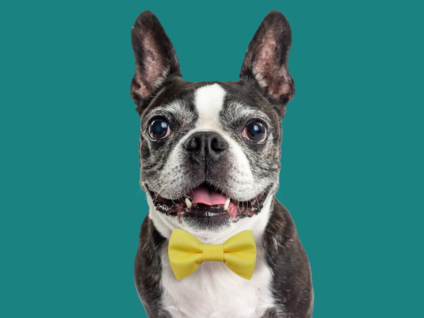 Solid Yellow Bow Tie