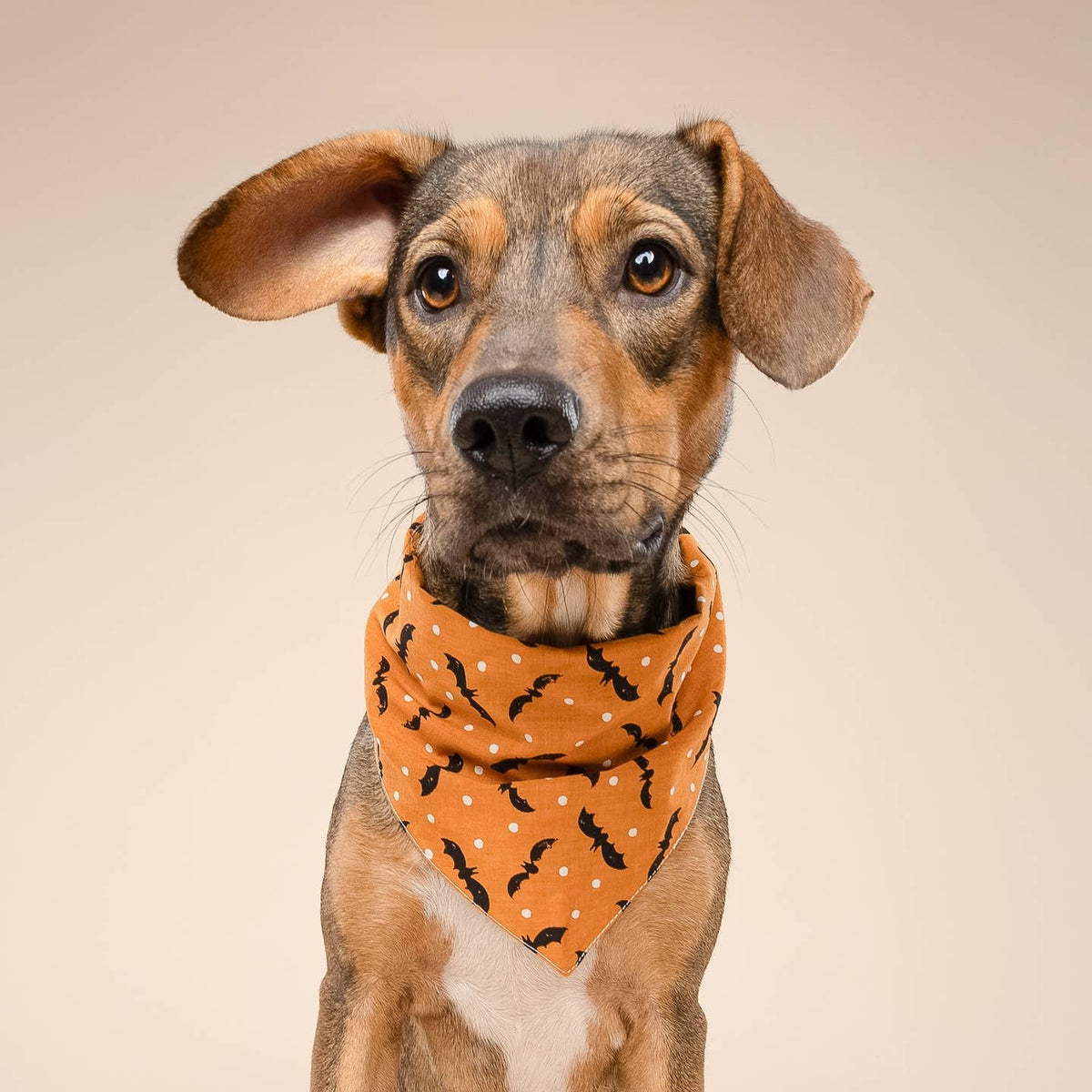 Batty Halloween Dog Bandana