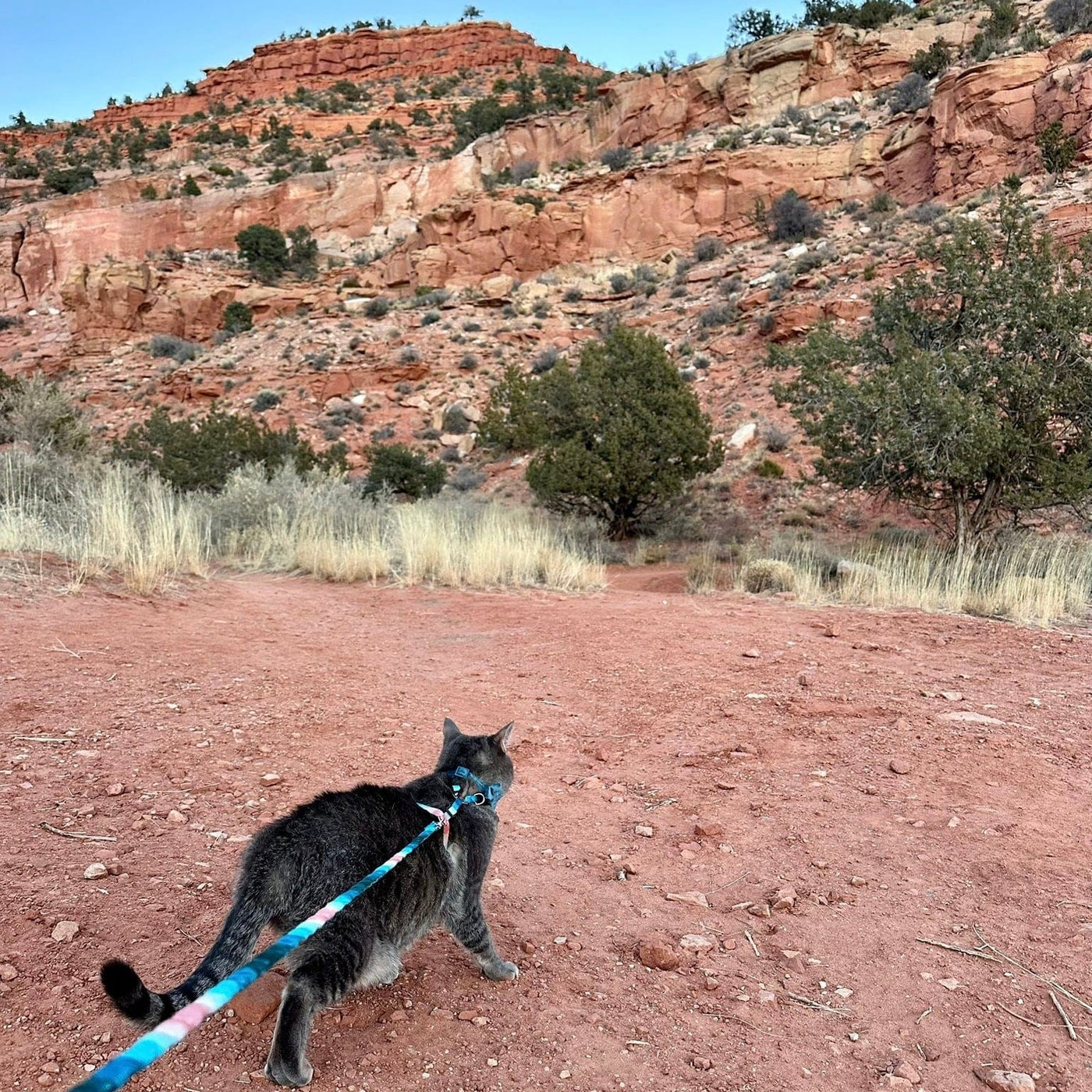 "The Day Tripper" Adjustable H-Style Cat Harness & Leash - Watercolor