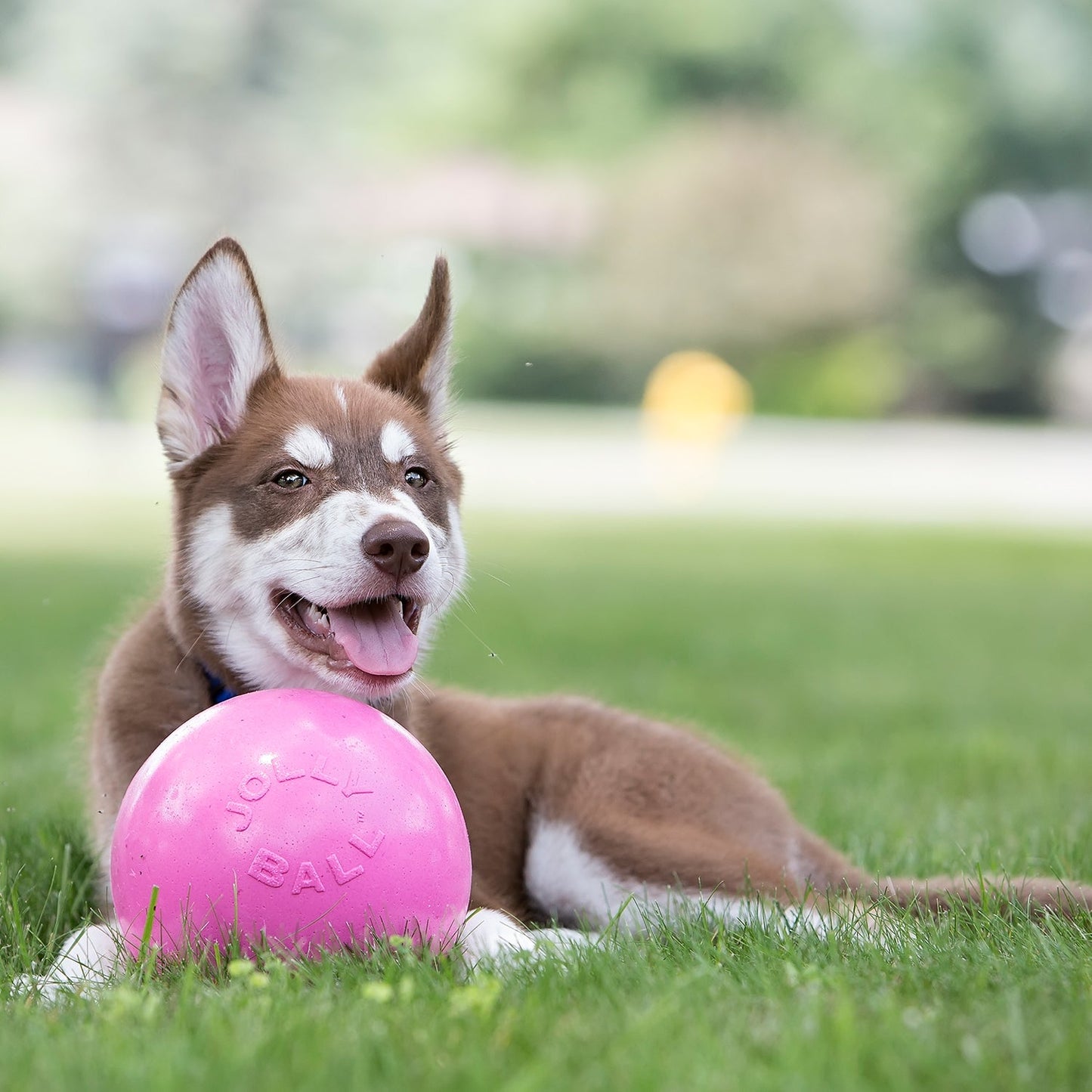 Jolly Pets Bounce N Play Dog Toy
