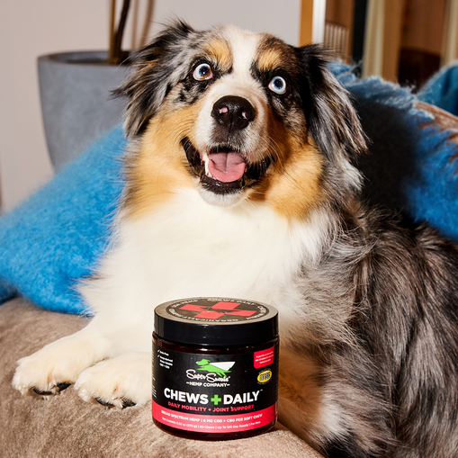Chews Daily Mobility Support Hemp Chew - 60 ct
