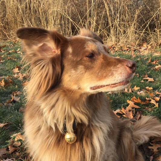 Dog Collar Bells - Black Strap