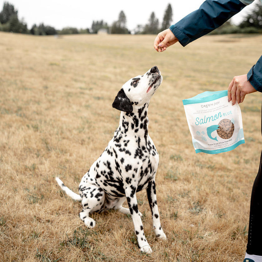 Green Juju Salmon Blue Whole Food Bites For Dogs & Cats - 3 oz