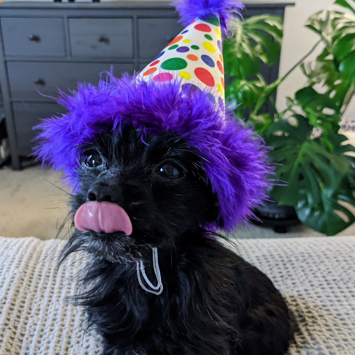 Happy Barkday Party Time Hat With Snugfit
