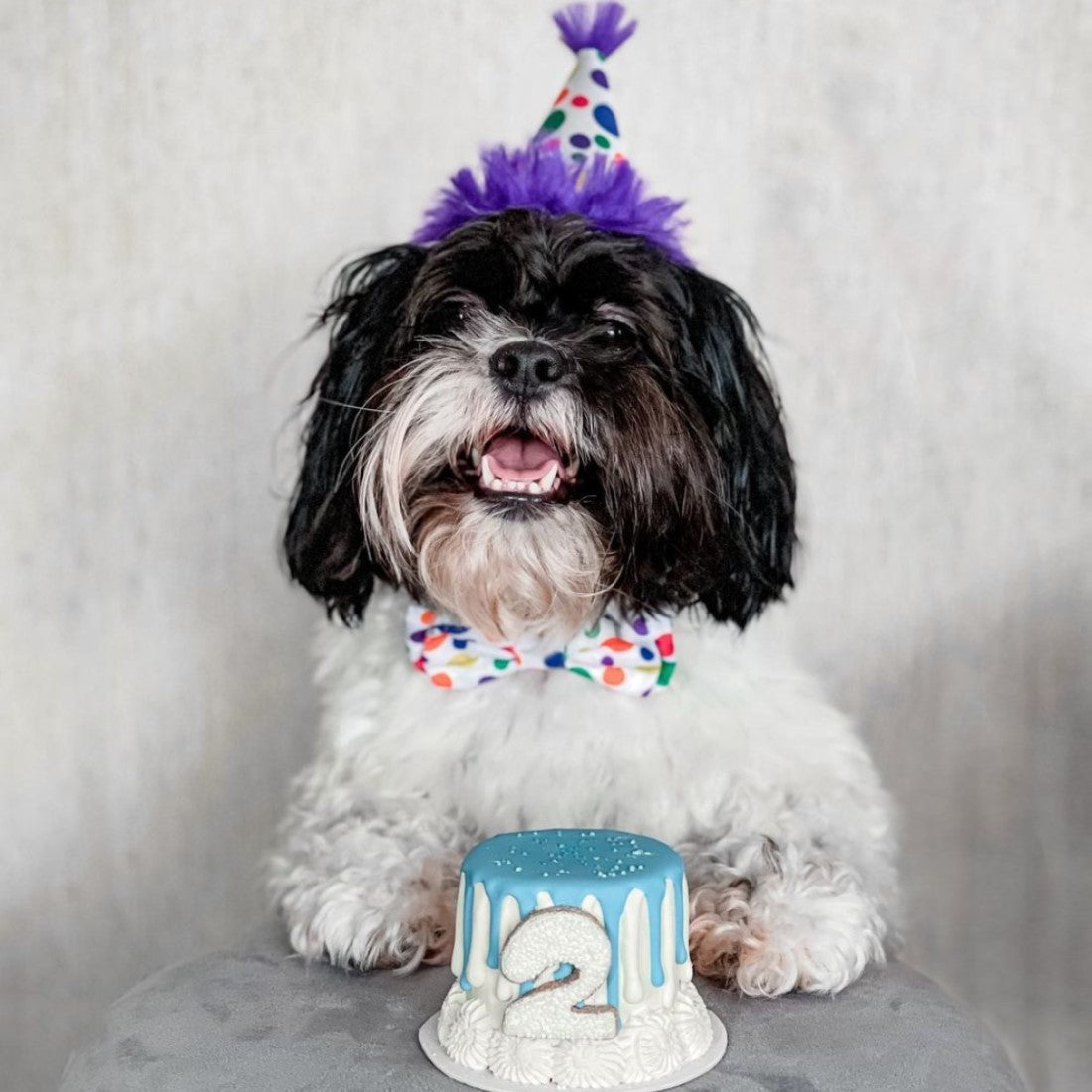 Happy Barkday Party Time Hat With Snugfit