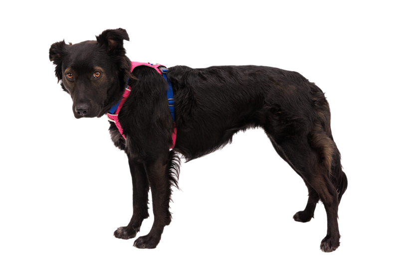 Ruffwear Hi & Light Alpenglow Pink Lightweight Dog Harness