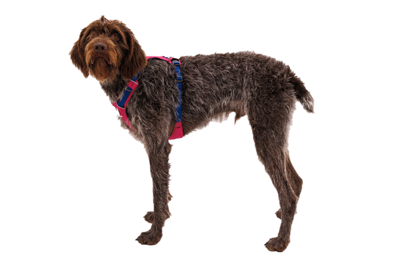 Ruffwear Hi & Light Alpenglow Pink Lightweight Dog Harness