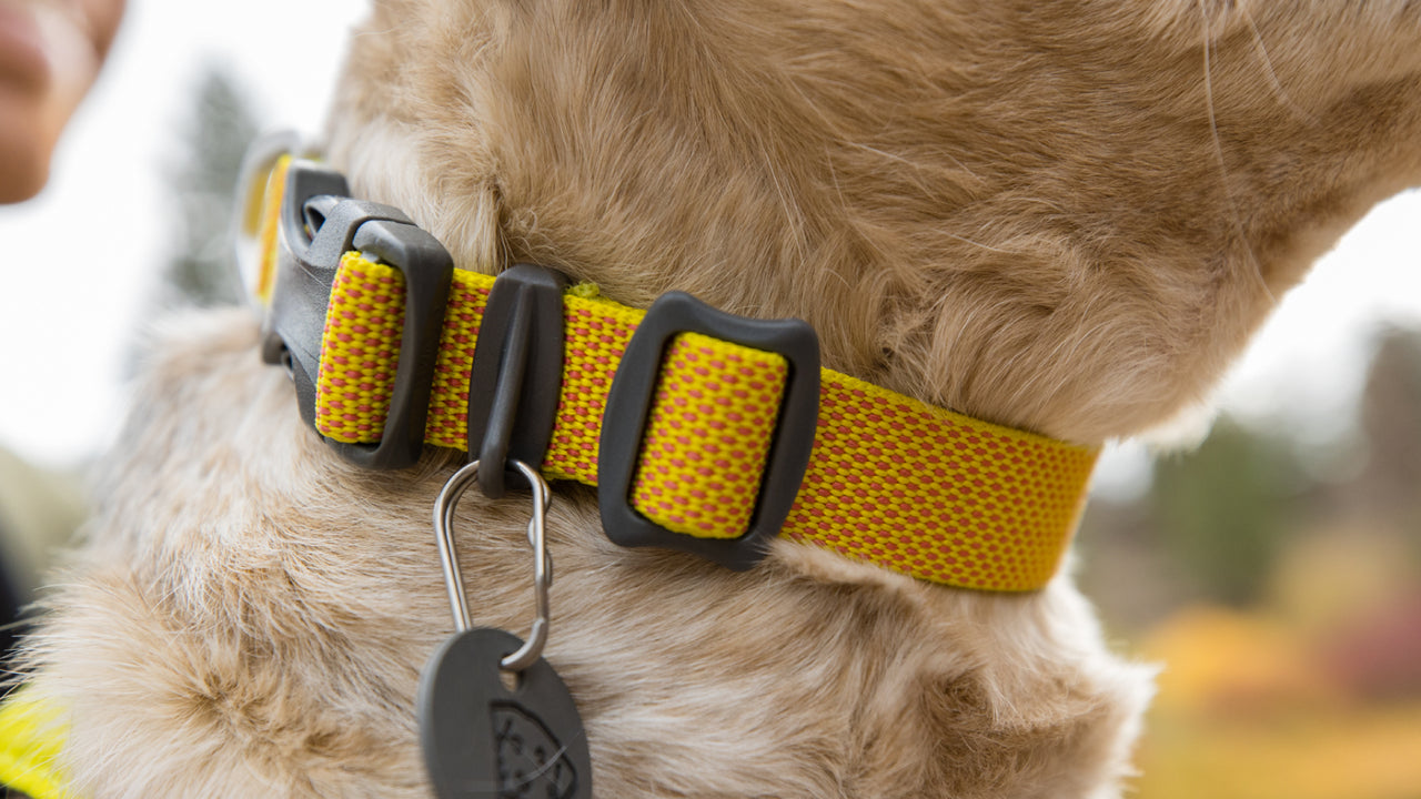 Hi & Light™ Lightweight Dog Collar - Lichen Green
