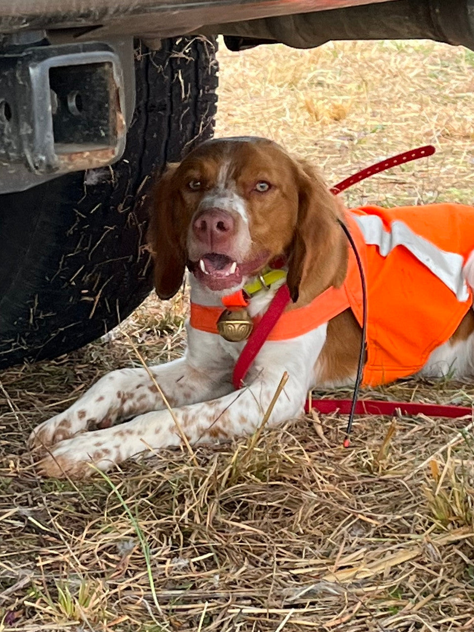 Dog Collar Bells - Orange/Reflective Strap