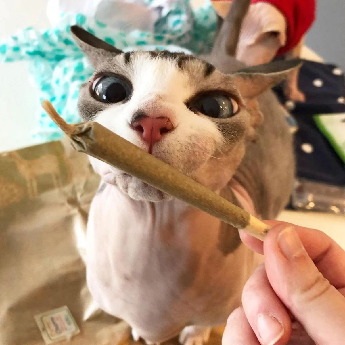 Meowijuana Catnibas King Sized Catnip Joints