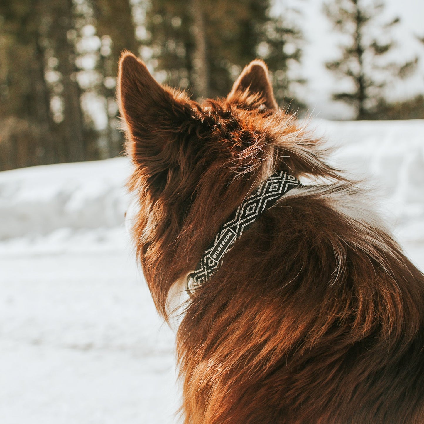 Denali Ultralight Collar