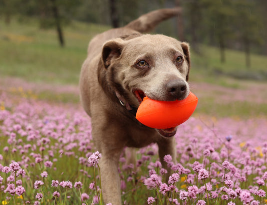 RuffDawg Football Dog Toy