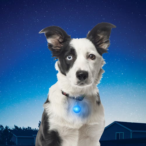 SpotLit Collar Light - White