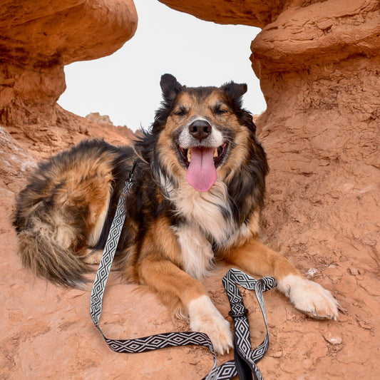 Denali Ultralight Leash