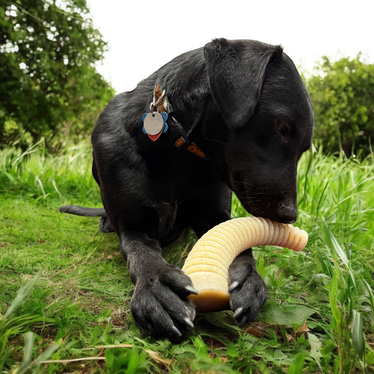 Honey Bone Dental Antler eChew Ultra Durable Nylon Dog Chew Toy - XL