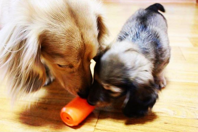 Can Toy eDispenser Durable Rubber Chew Toy & Treat Dispenser - Small
