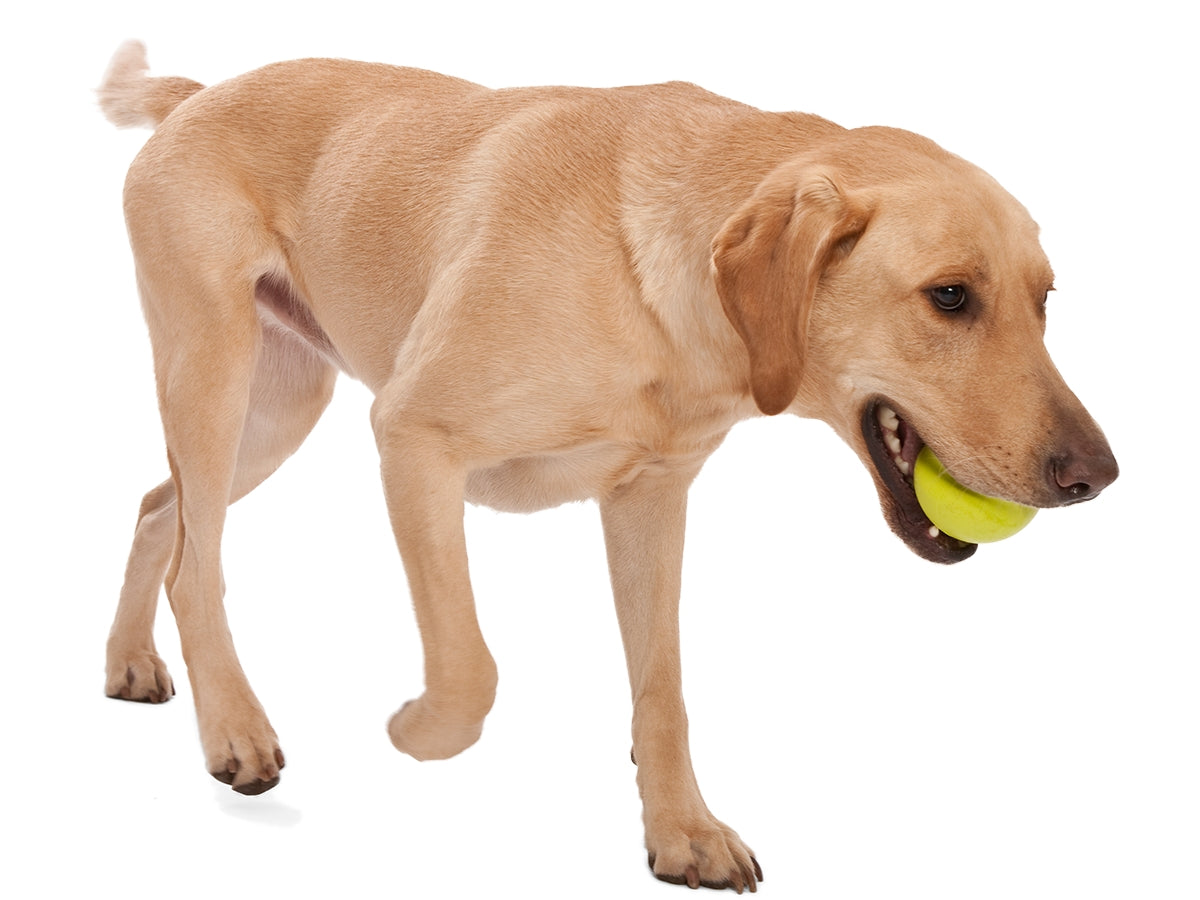Jive® Dog Toy Ball For Chew, and Fetch