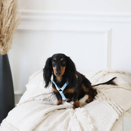 Blue + Sage Green Dog Harness