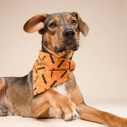 Batty Halloween Dog Bandana