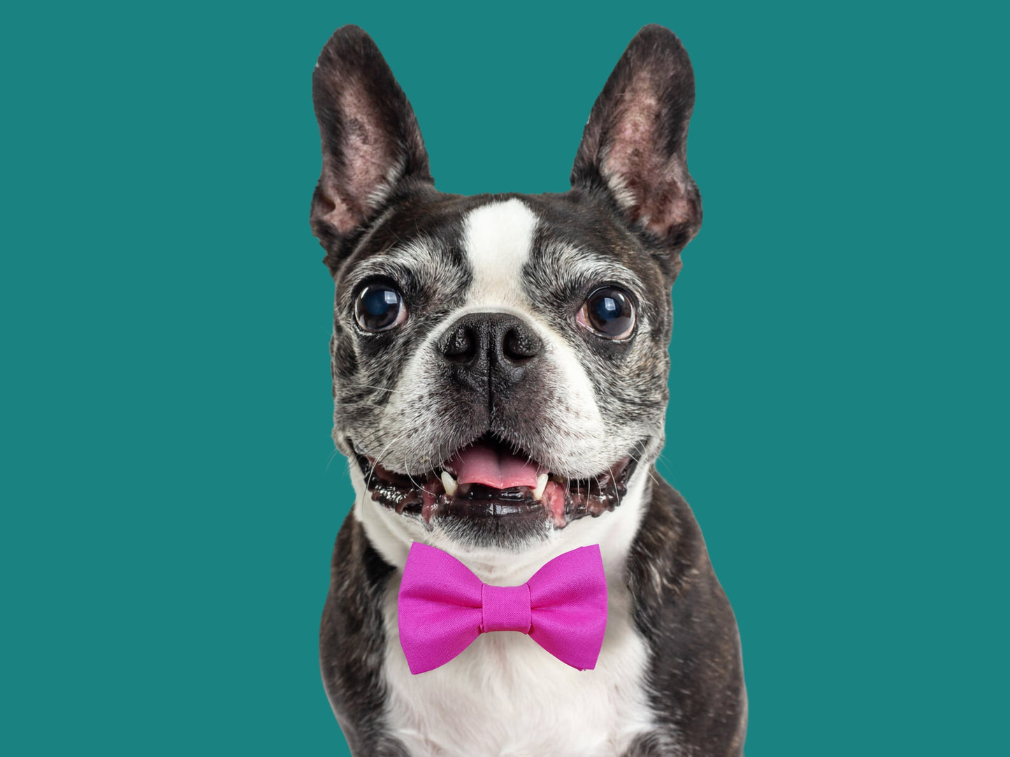 Solid Pink Bow Tie