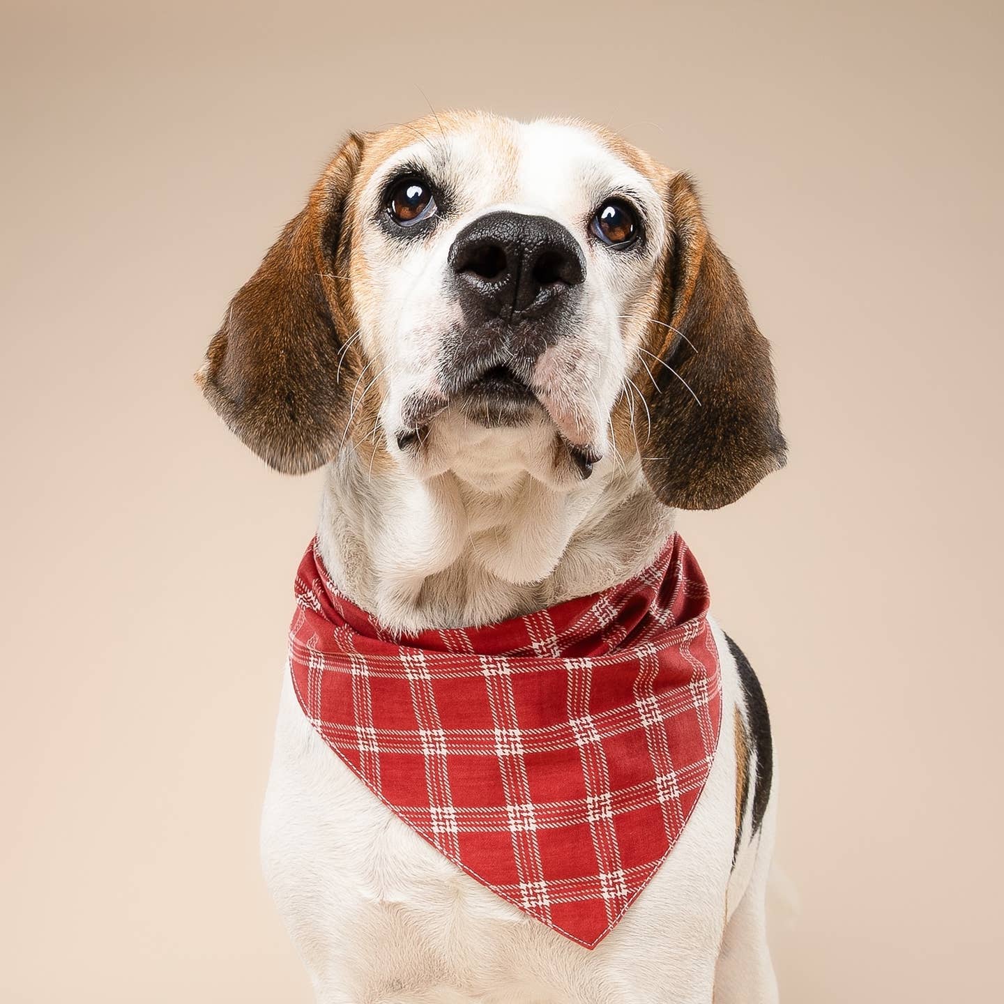 Cider Dog Bandana