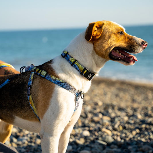 DawnPatrol Harness