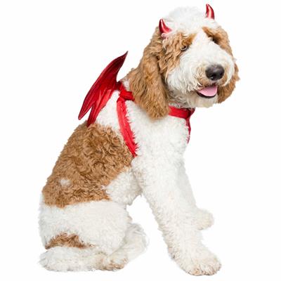 Devil Costume