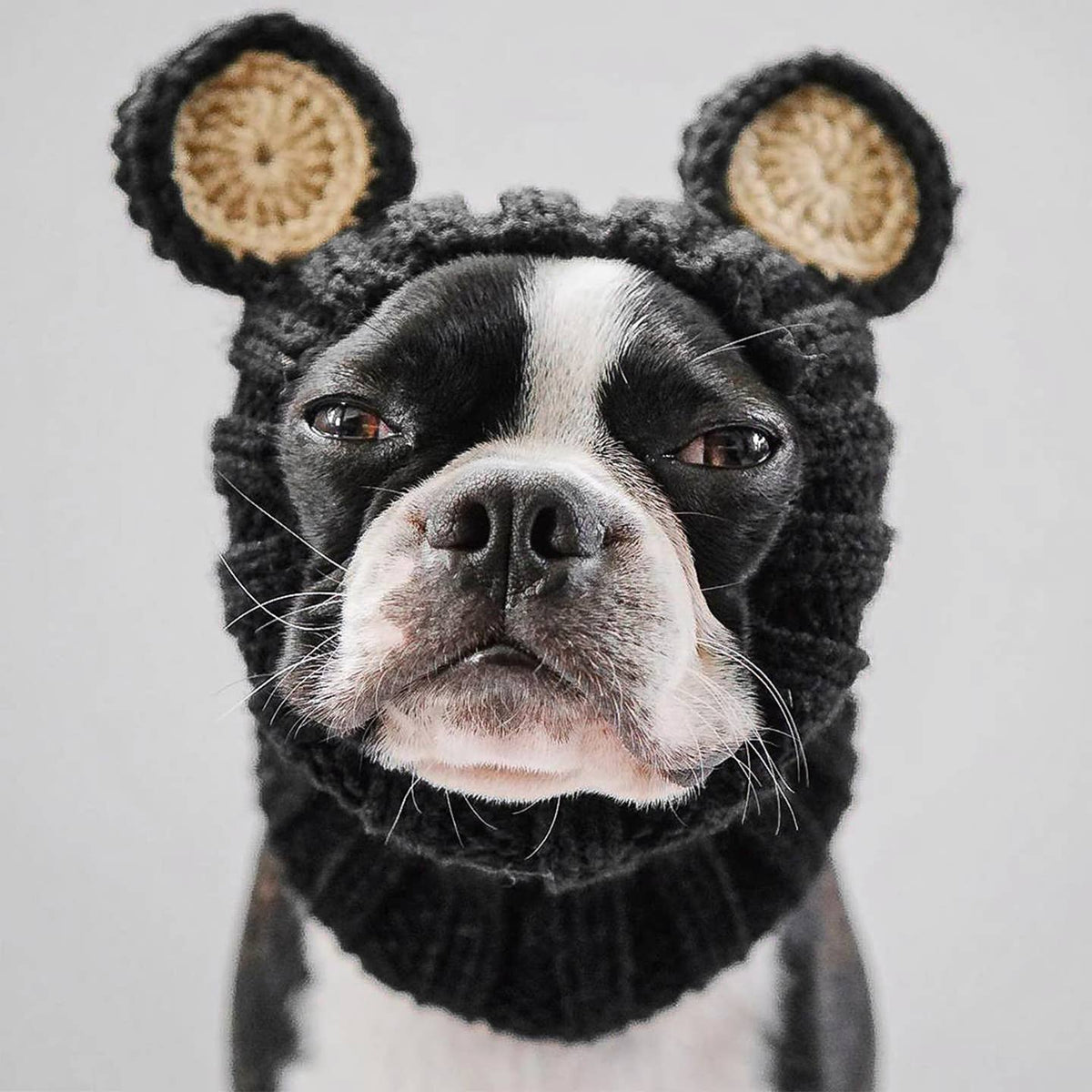 Black Bear Dog Snood