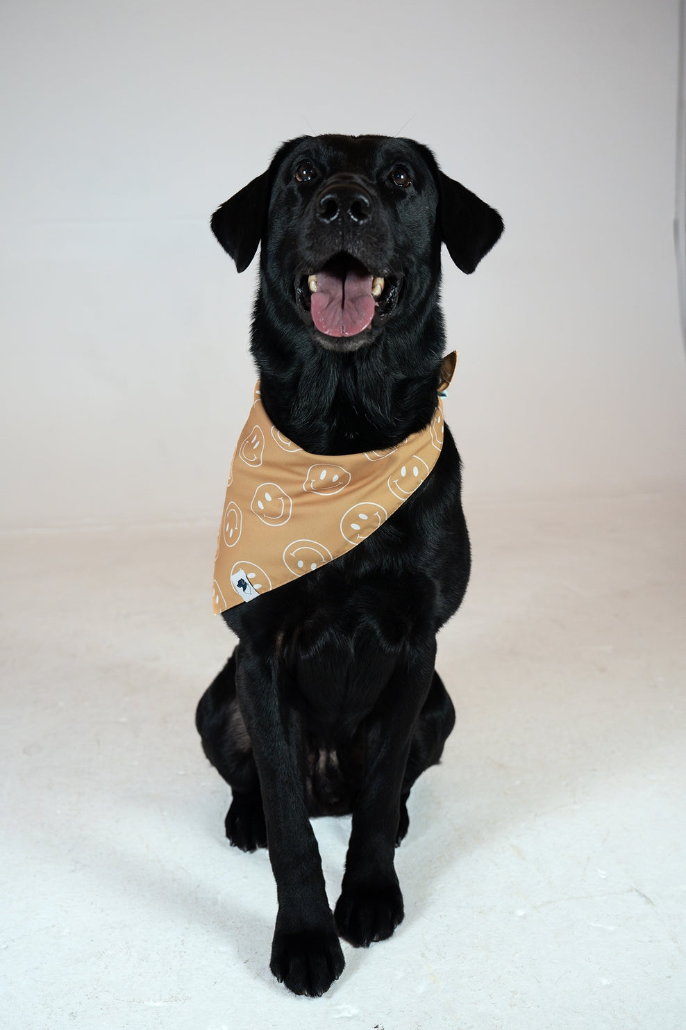 Smiles Reversible Dog Bandana