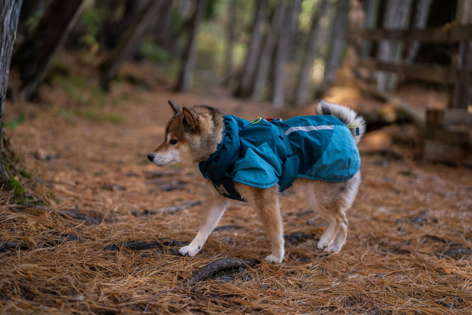 Glacier Jacket 3.0 - Teal – Tailswag