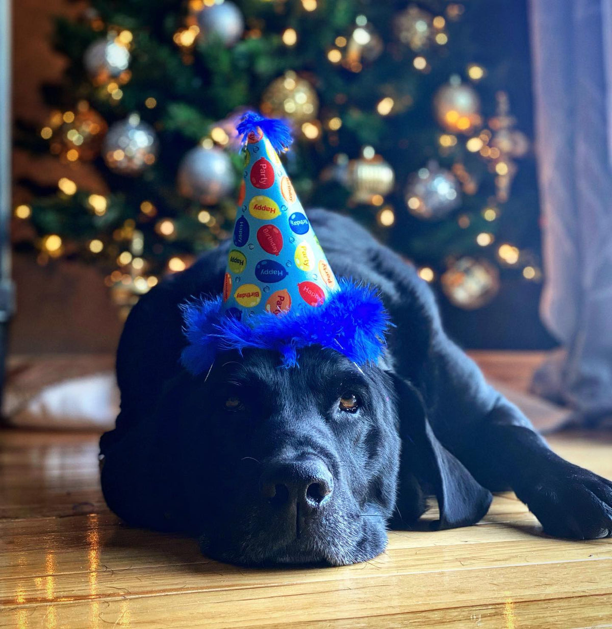 Blue Party Time Hat With Snugfit