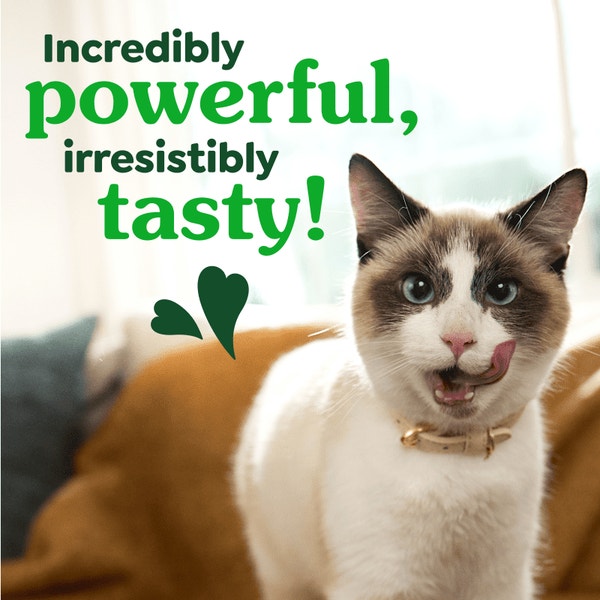 Greenies Tuna Flavor Cat Treats - 2.1 oz