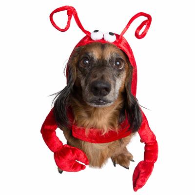 Lobster Costume