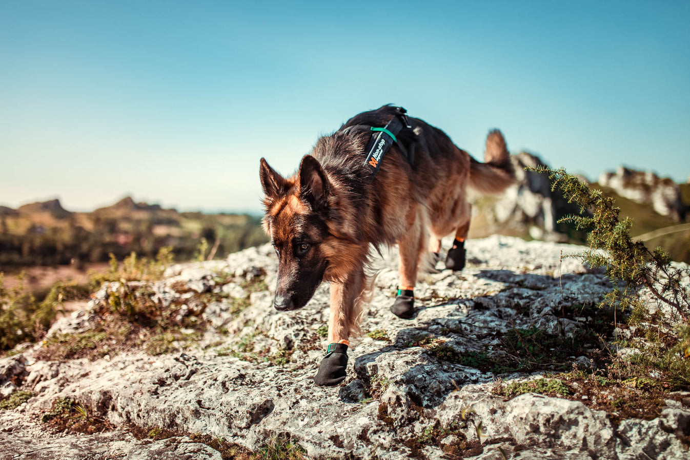 Non-stop Dogwear Protector Booties