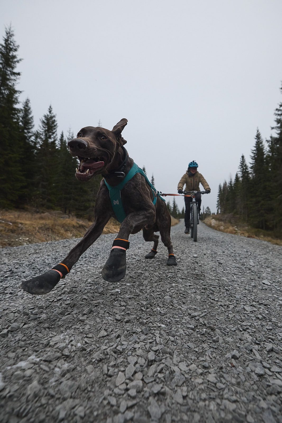 Non-stop Dogwear Protector Booties