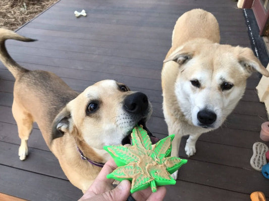 Colorado Maple Leaf Ultra Durable Nylon Dog Toy
