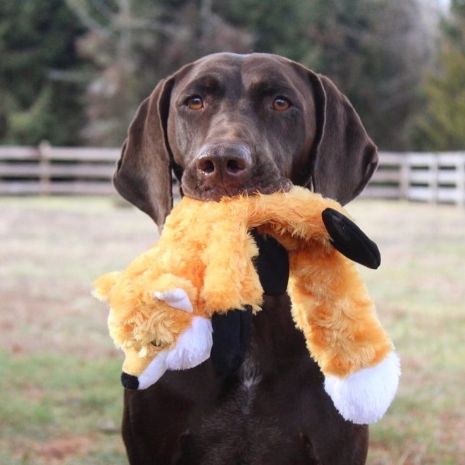 Stuffless Fox Squeaker Dog Toy 16"