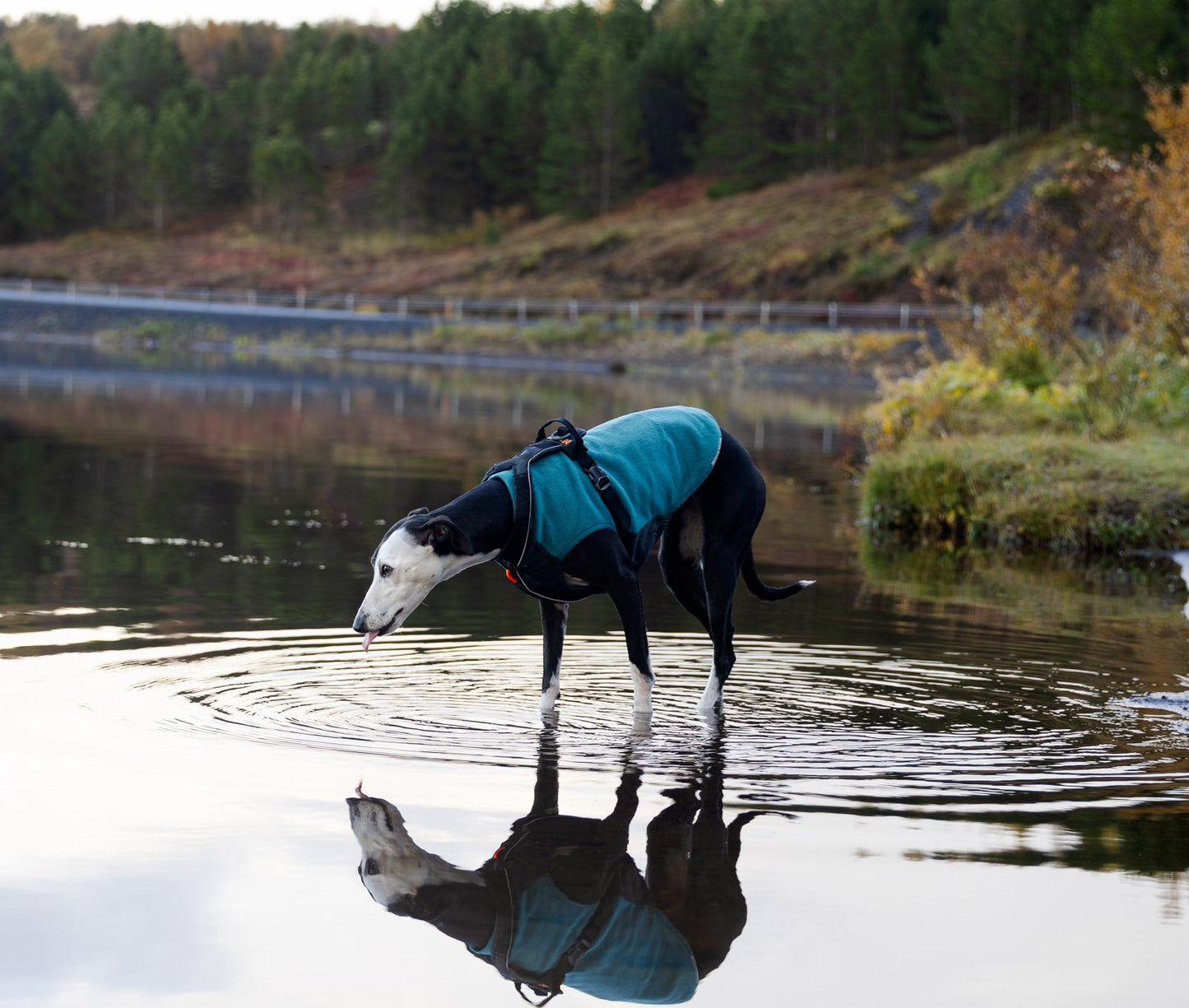 Trail Quest Fleece Pullover - Teal