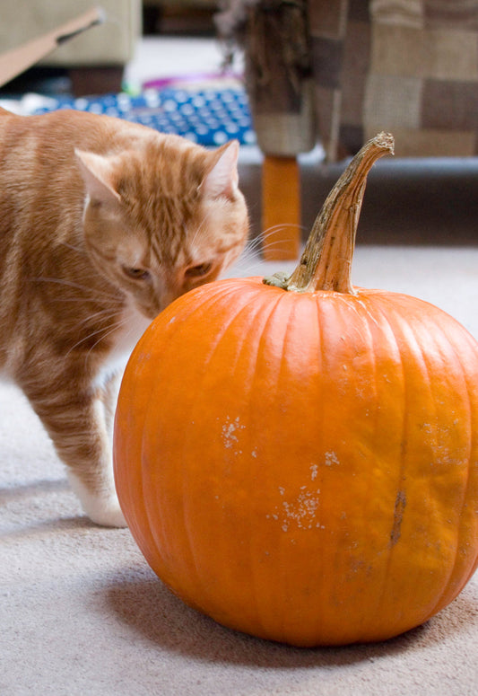 Kitty Town Coffee - Pumpkin's Spice