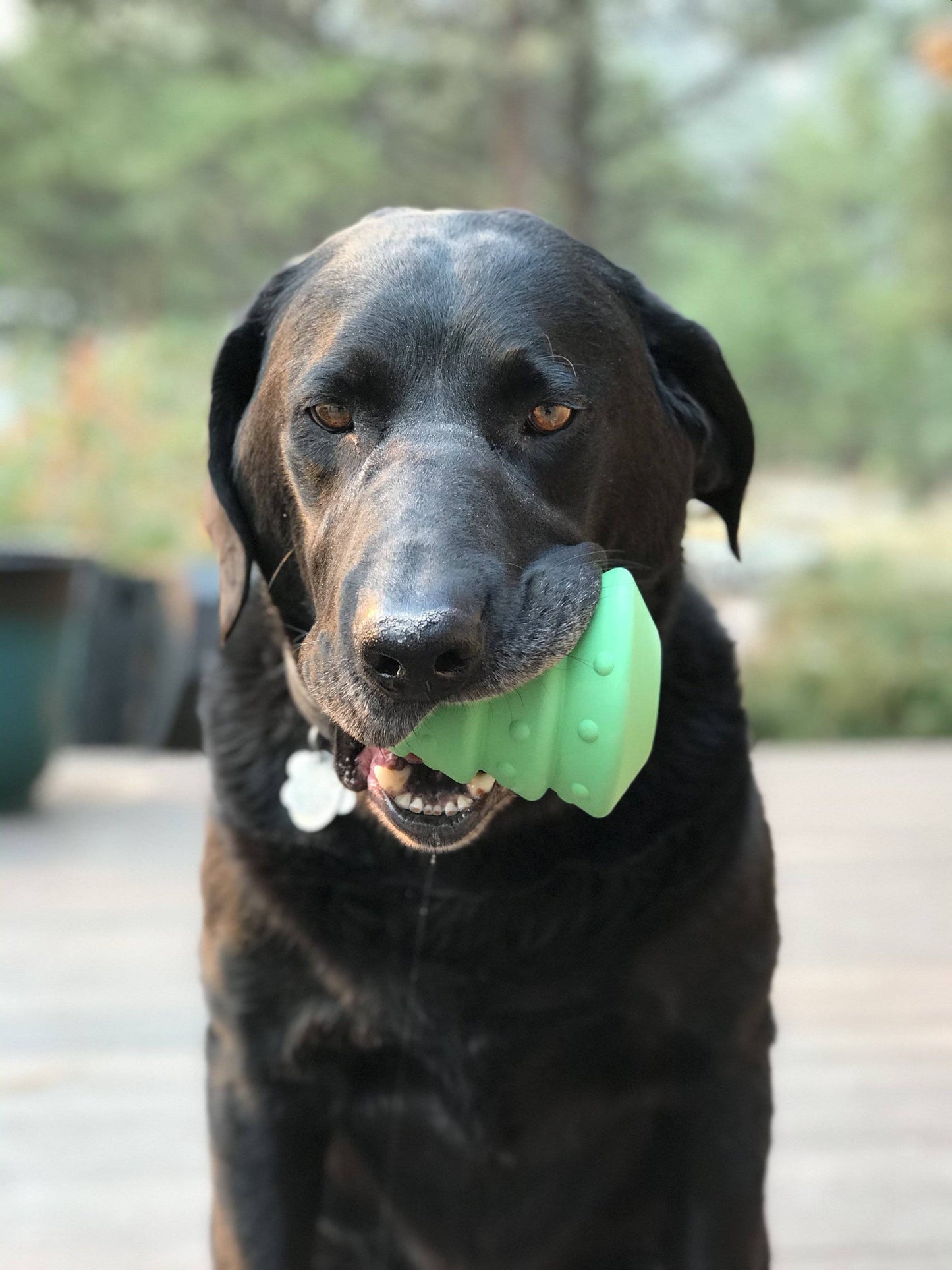 Christmas Tree Durable Rubber Chew Toy & Treat Dispenser