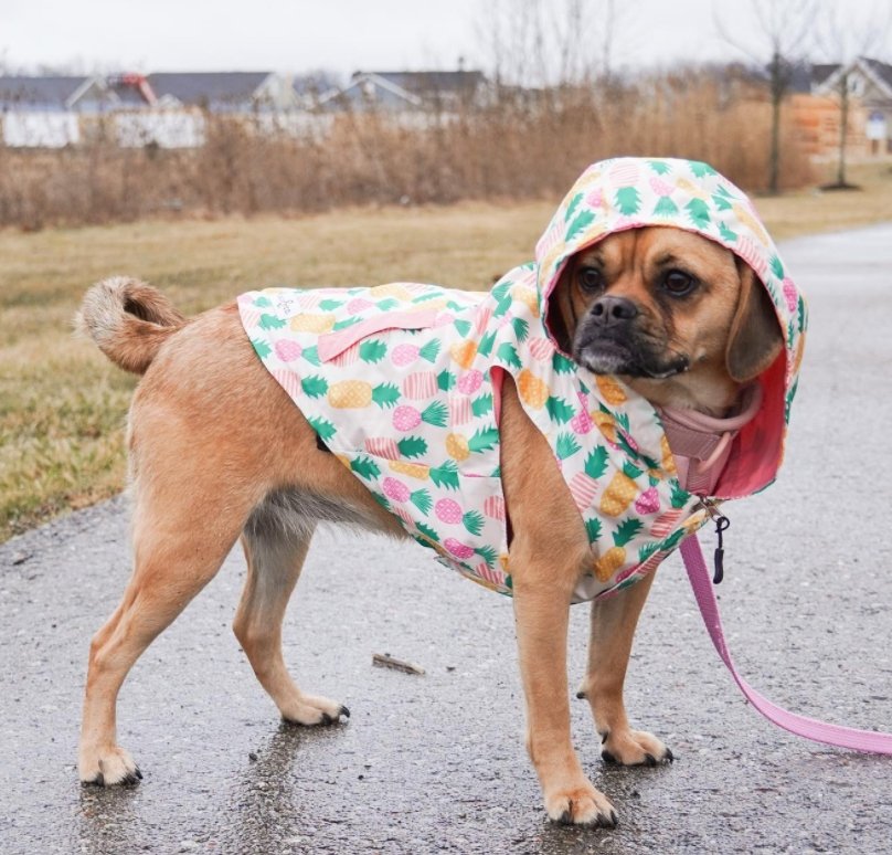 Poolside Chillin' Reversible Dog Raincoat