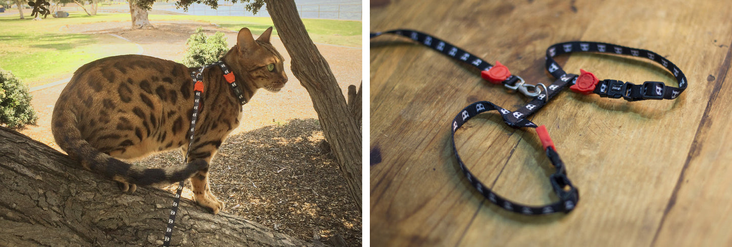 Skulls Cat Harness and Leash Set
