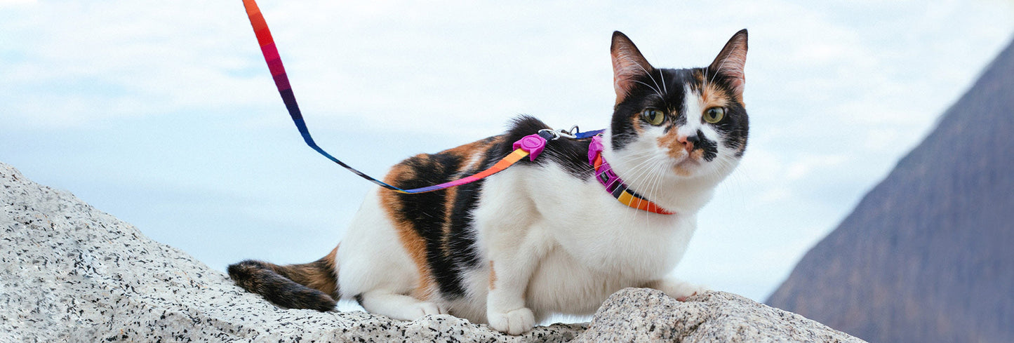 Prisma Cat Harness and Leash Set